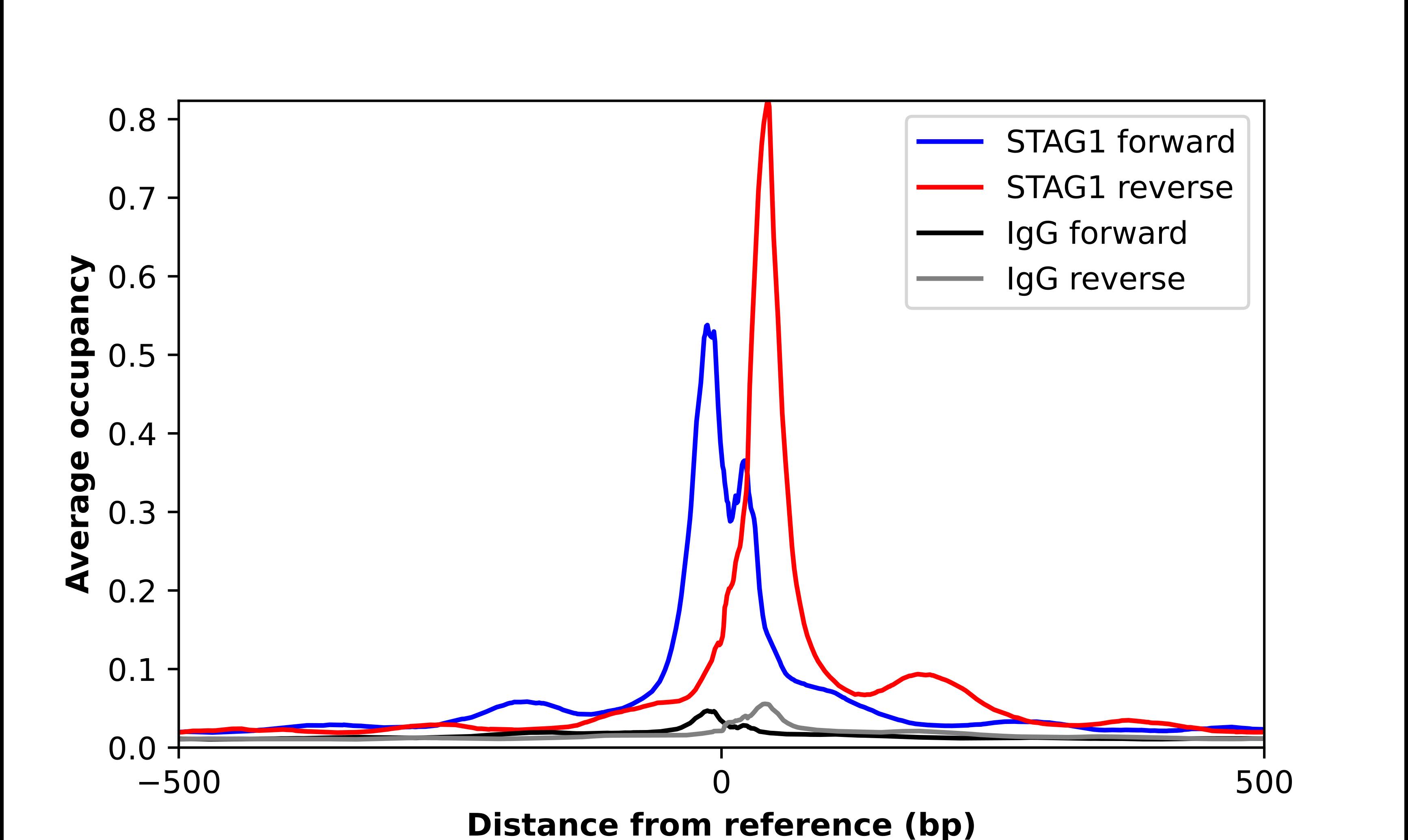 SA1 Antibody - BSA Free Chromatin Immunoprecipitation ChIP: SA1 Antibody - BSA Free