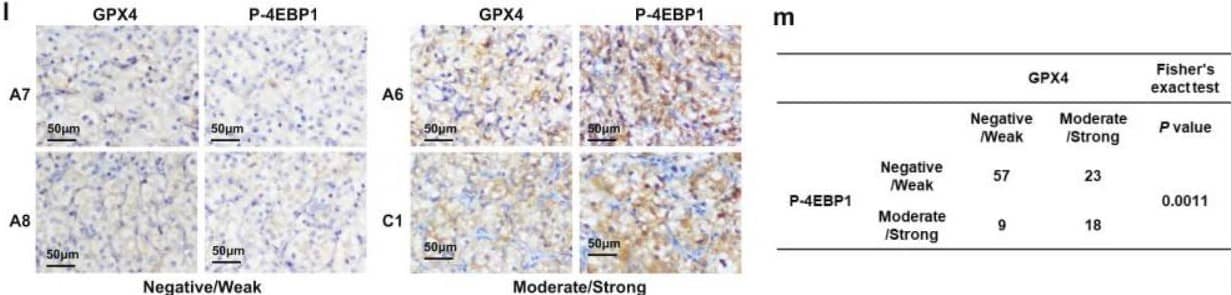 Glutathione Peroxidase 4/GPX4 Antibody