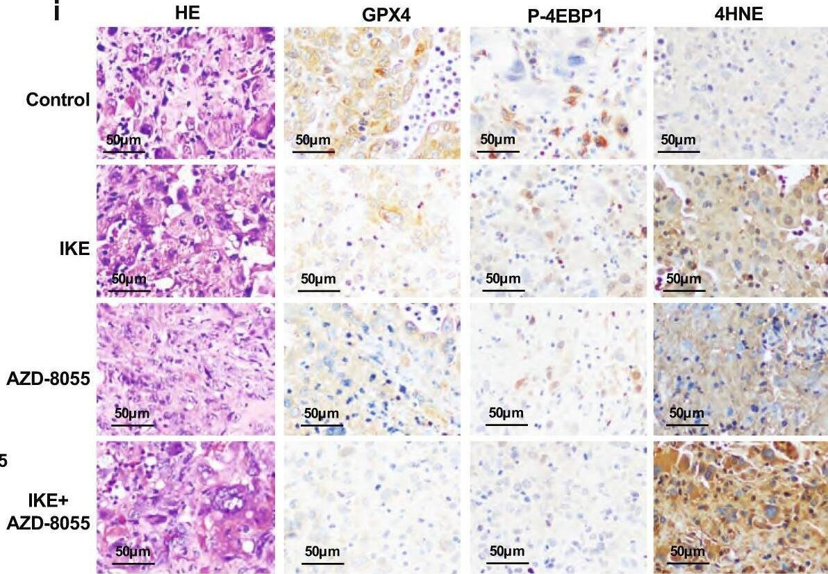 Glutathione Peroxidase 4/GPX4 Antibody