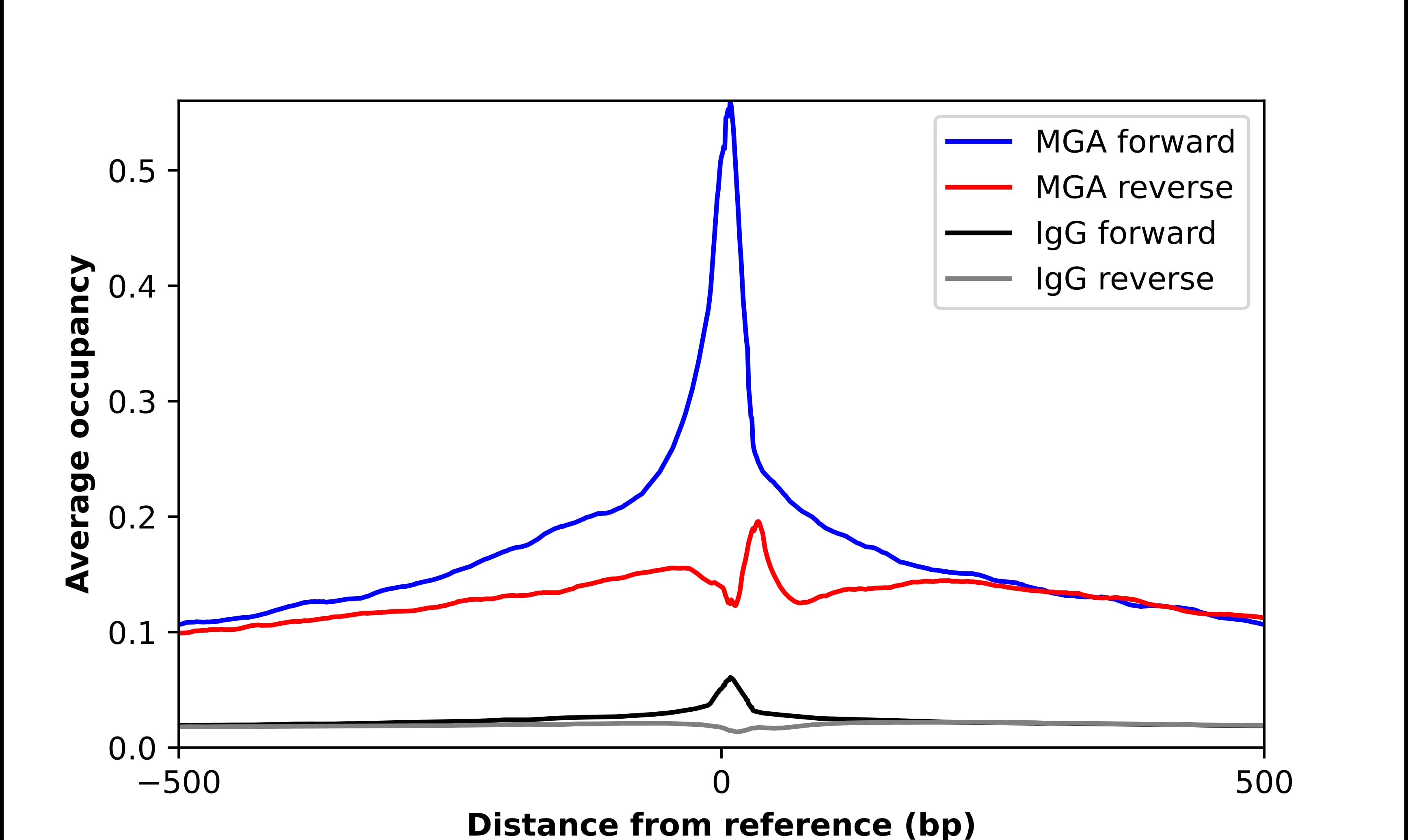 MGA Antibody - BSA Free Chromatin Immunoprecipitation ChIP: MGA Antibody - BSA Free