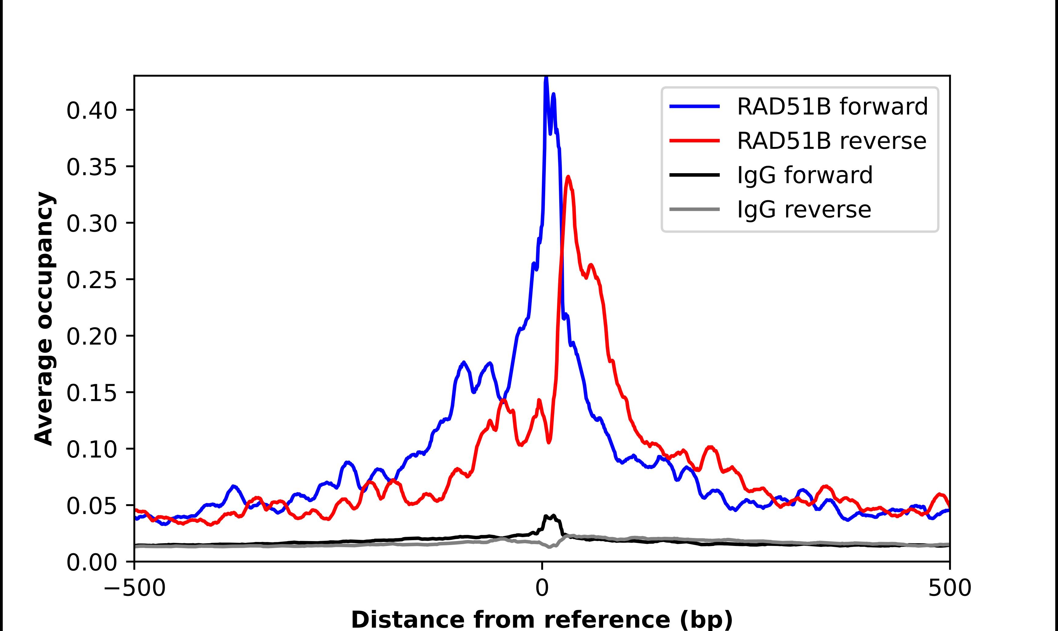 Rad51L1 Antibody - BSA Free Chromatin Immunoprecipitation ChIP: Rad51L1 Antibody - BSA Free