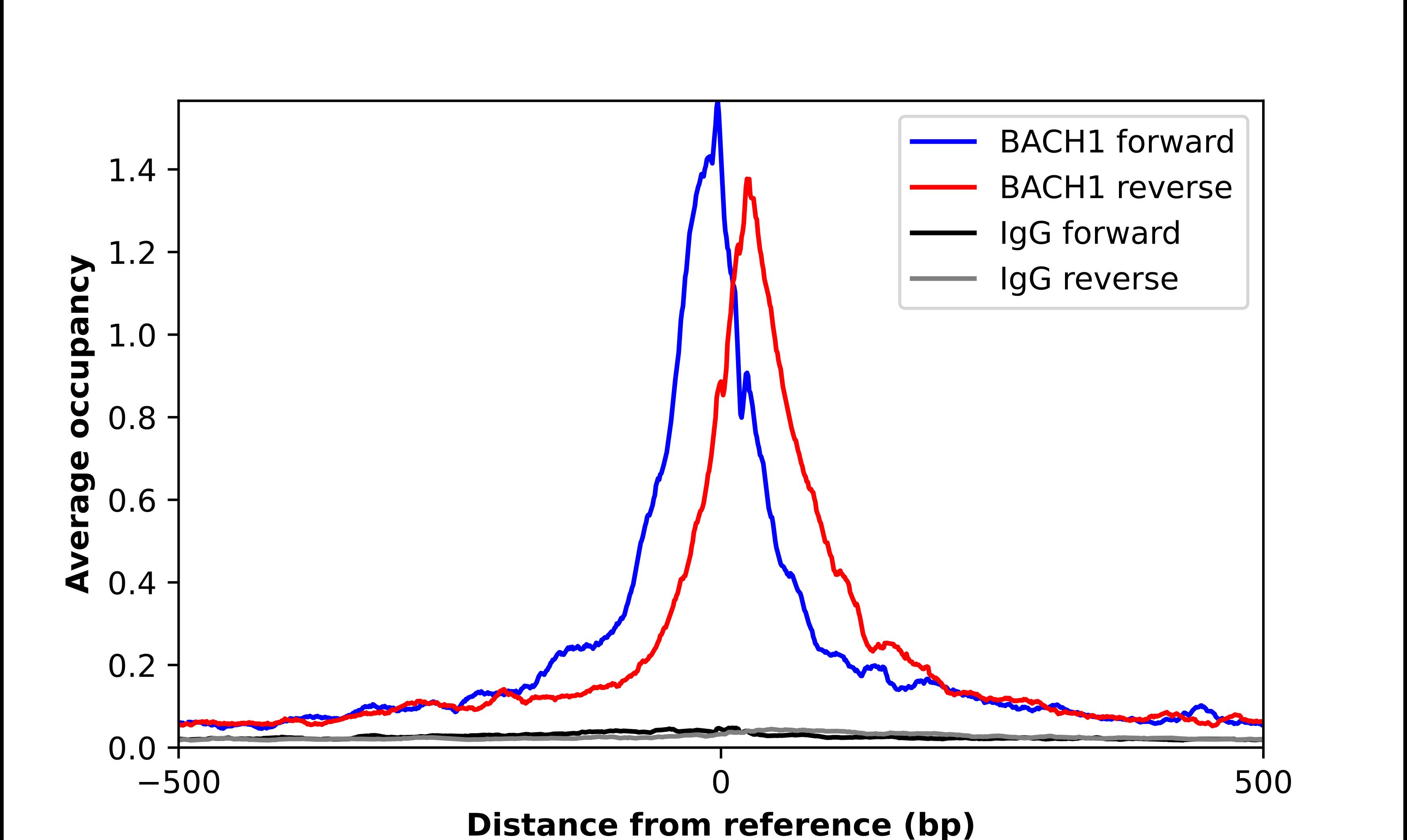 BACH1 Antibody - BSA Free Chromatin Immunoprecipitation-exo-Seq: BACH1 Antibody - BSA Free [NBP2-55113]