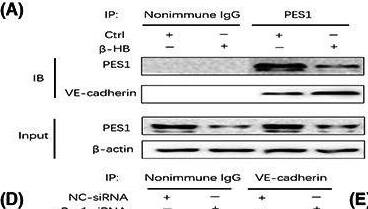 Pescadillo Antibody - BSA Free