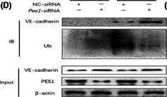 Pescadillo Antibody - BSA Free