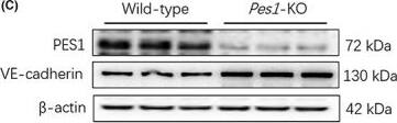 Pescadillo Antibody - BSA Free