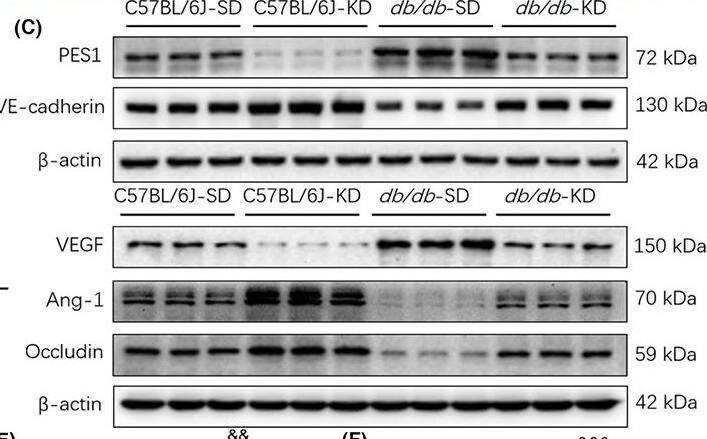 Pescadillo Antibody - BSA Free