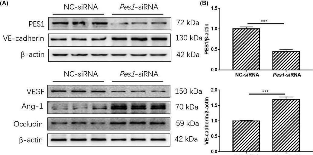 Pescadillo Antibody - BSA Free