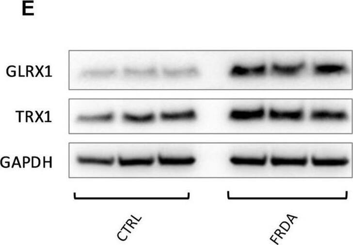 Glutaredoxin 1/GLRX1 Antibody - BSA Free