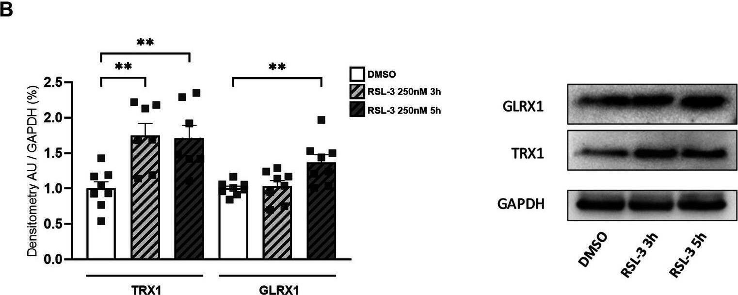 Glutaredoxin 1/GLRX1 Antibody - BSA Free