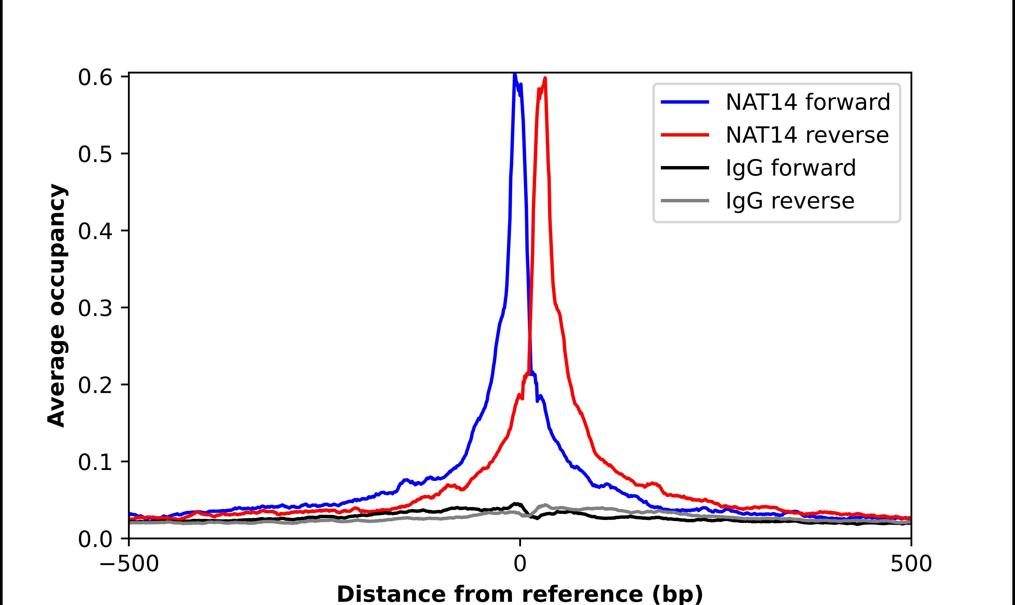NAT14 Antibody - BSA Free Chromatin Immunoprecipitation ChIP: NAT14 Antibody - BSA Free