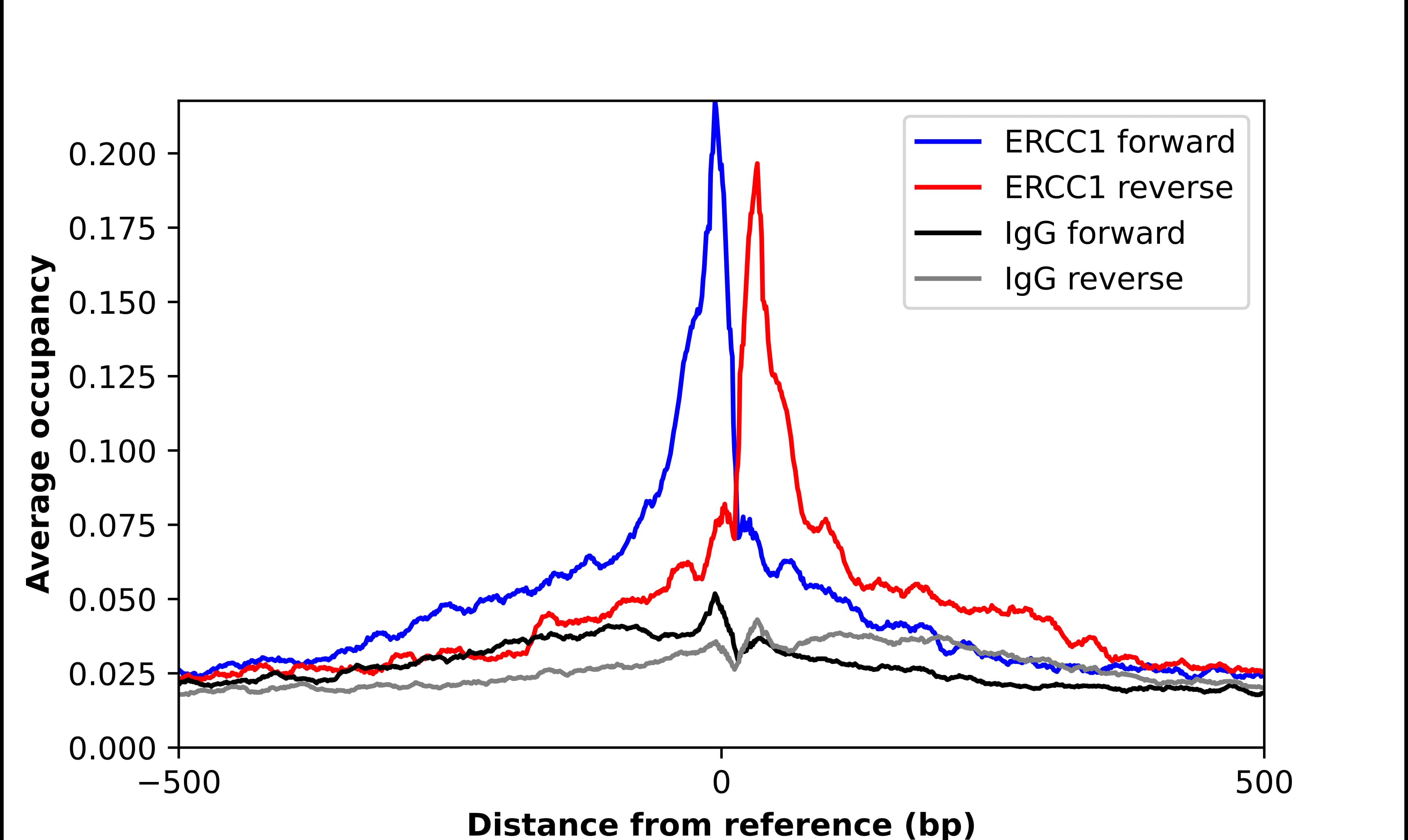 ERCC1 Antibody - BSA Free Chromatin Immunoprecipitation ChIP: ERCC1 Antibody - BSA Free