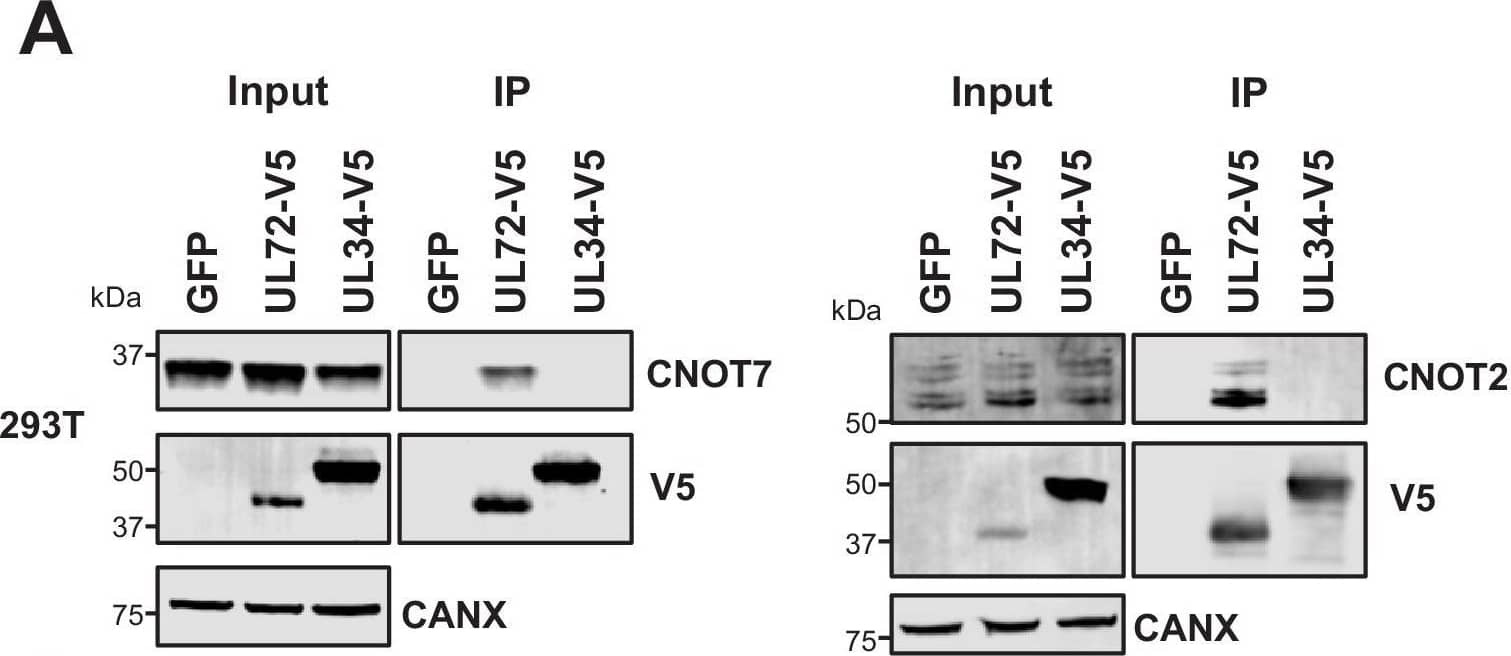 CNOT2 Antibody - BSA Free
