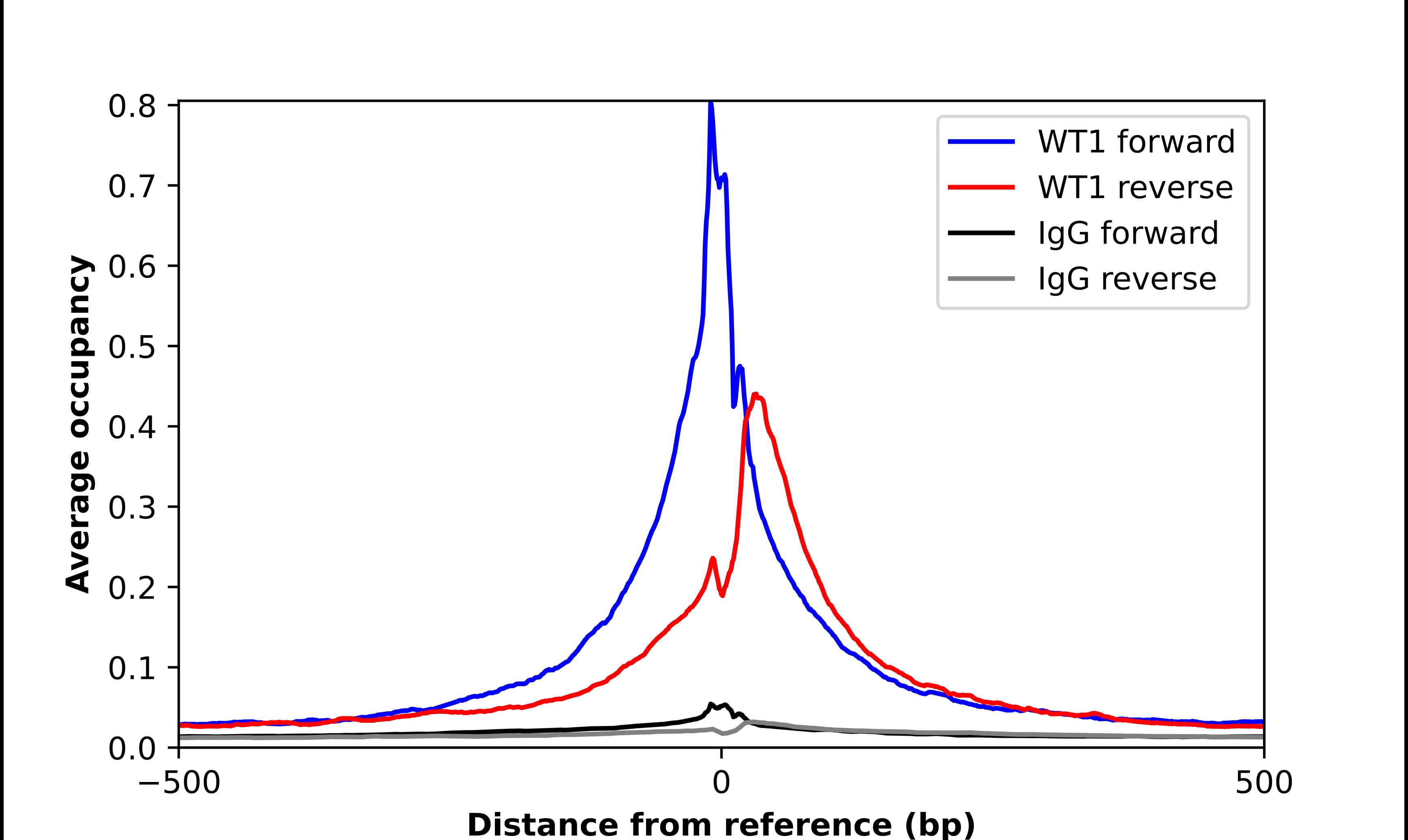 WT1 Antibody - BSA Free Chromatin Immunoprecipitation-exo-Seq: WT1 Antibody - BSA Free [NBP2-56086]
