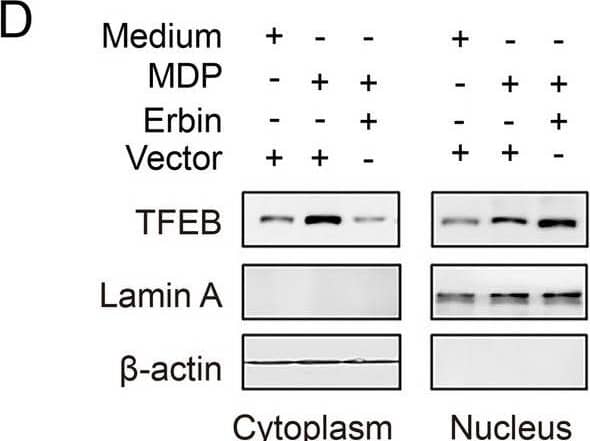 Erbin Antibody - BSA Free