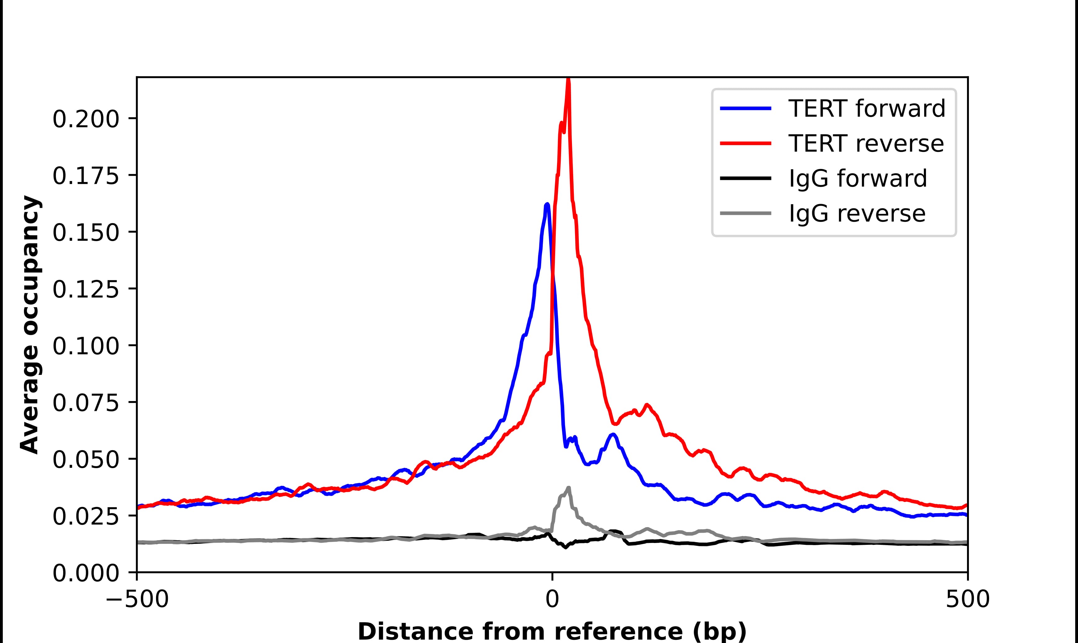 TERT Antibody - BSA Free Chromatin Immunoprecipitation ChIP: TERT Antibody - BSA Free