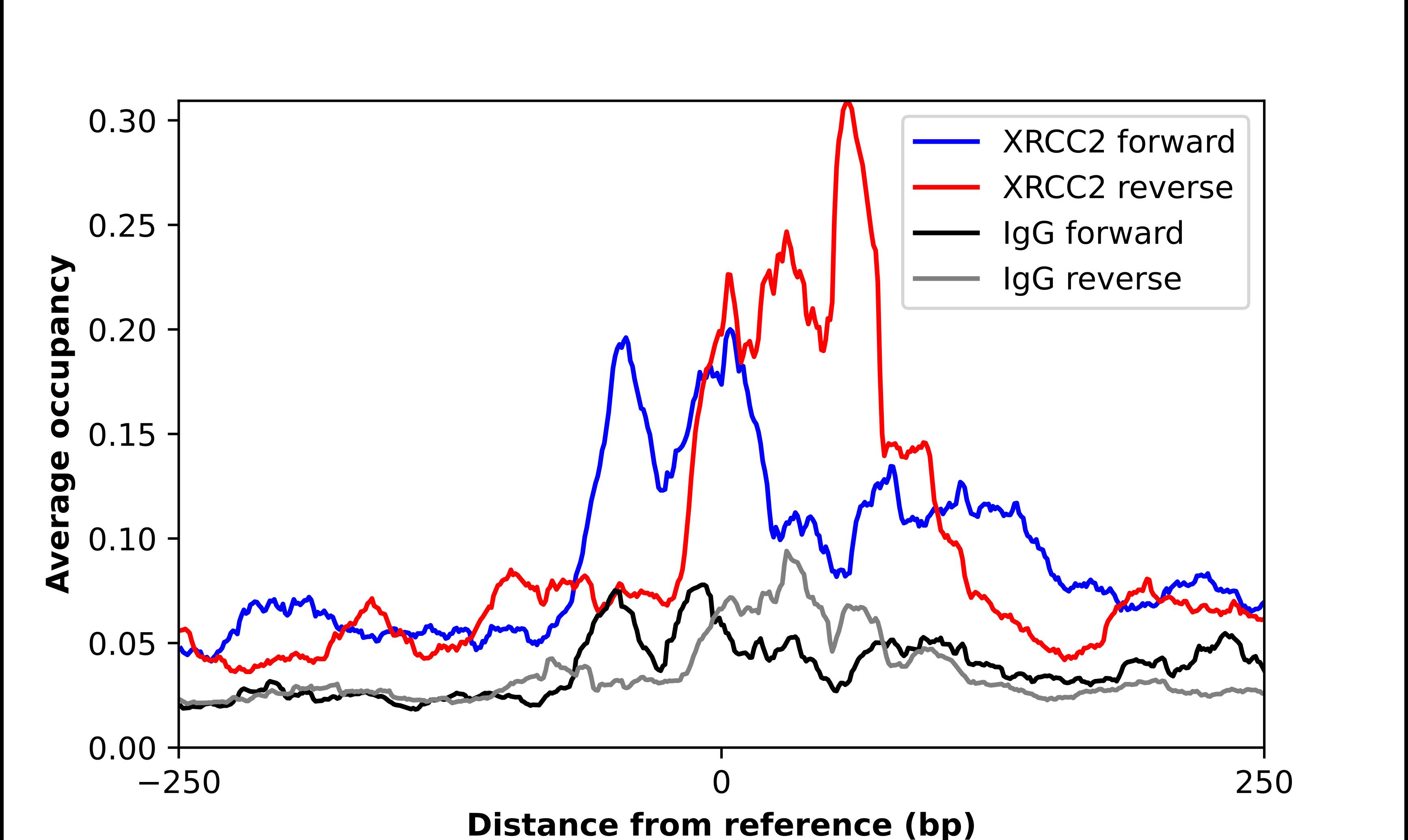 XRCC2 Antibody - BSA Free Chromatin Immunoprecipitation ChIP: XRCC2 Antibody - BSA Free