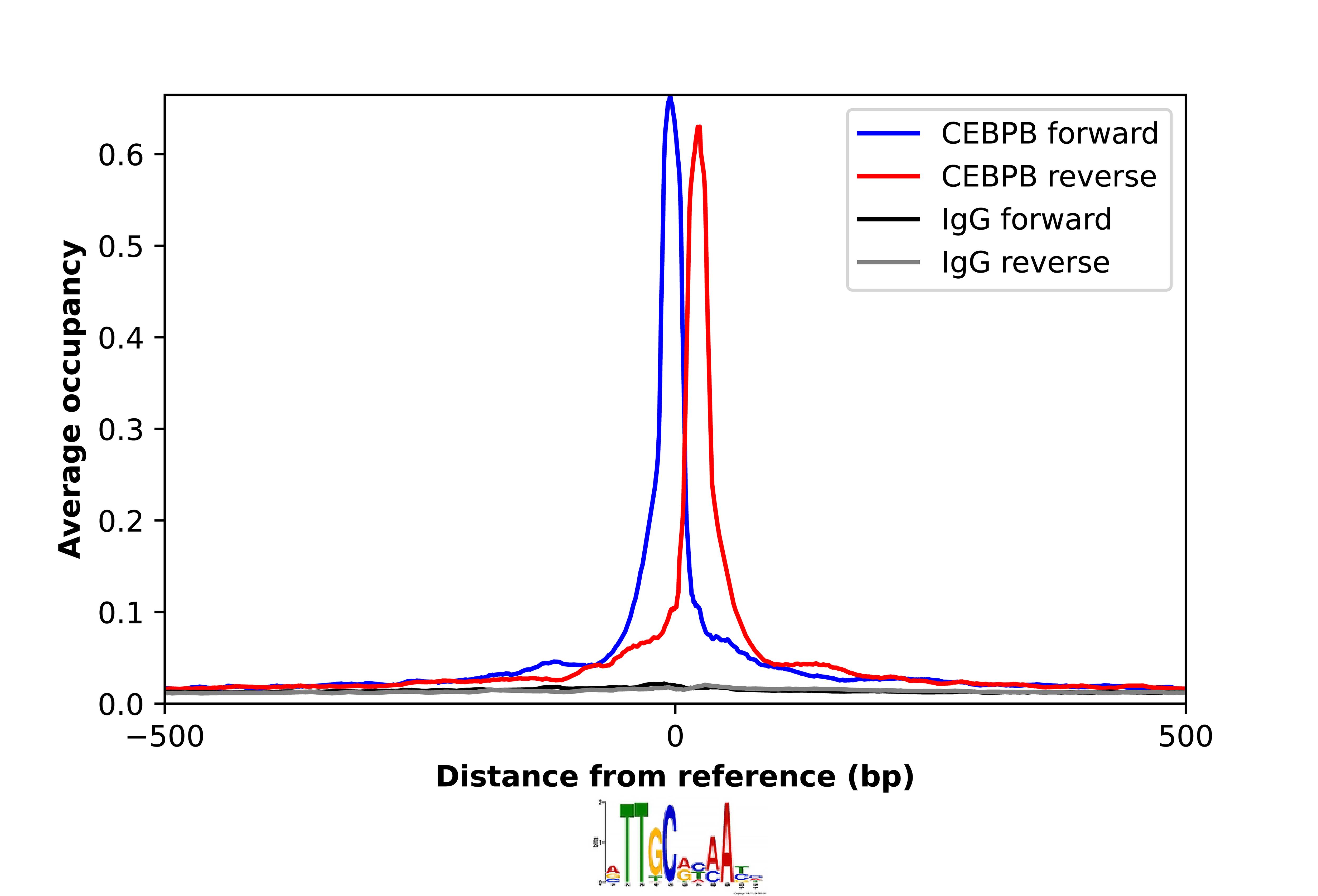 CEBP Beta Antibody - BSA Free Chromatin Immunoprecipitation-exo-Seq: CEBP Beta Antibody - BSA Free [NBP2-56476]