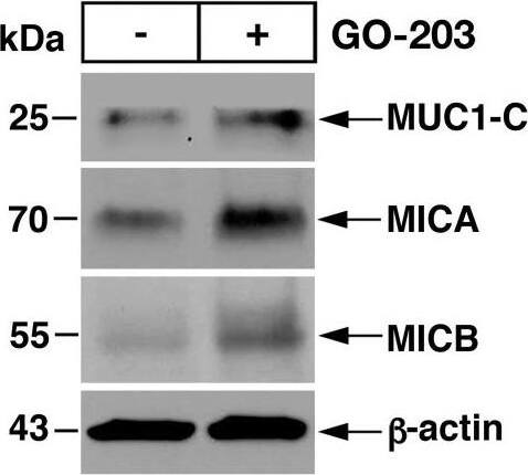 MICB Antibody - BSA Free