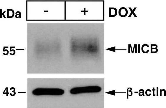 MICB Antibody - BSA Free