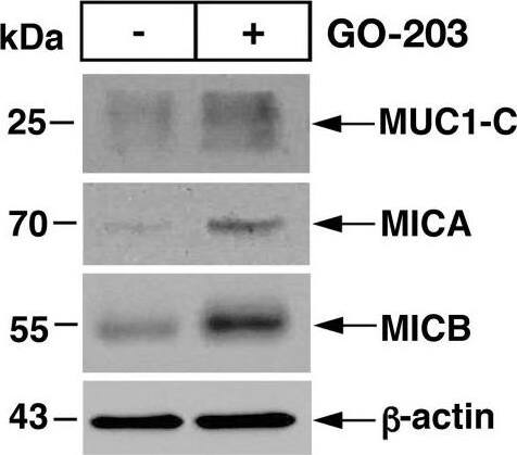 MICB Antibody - BSA Free
