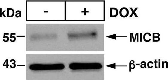 MICB Antibody - BSA Free