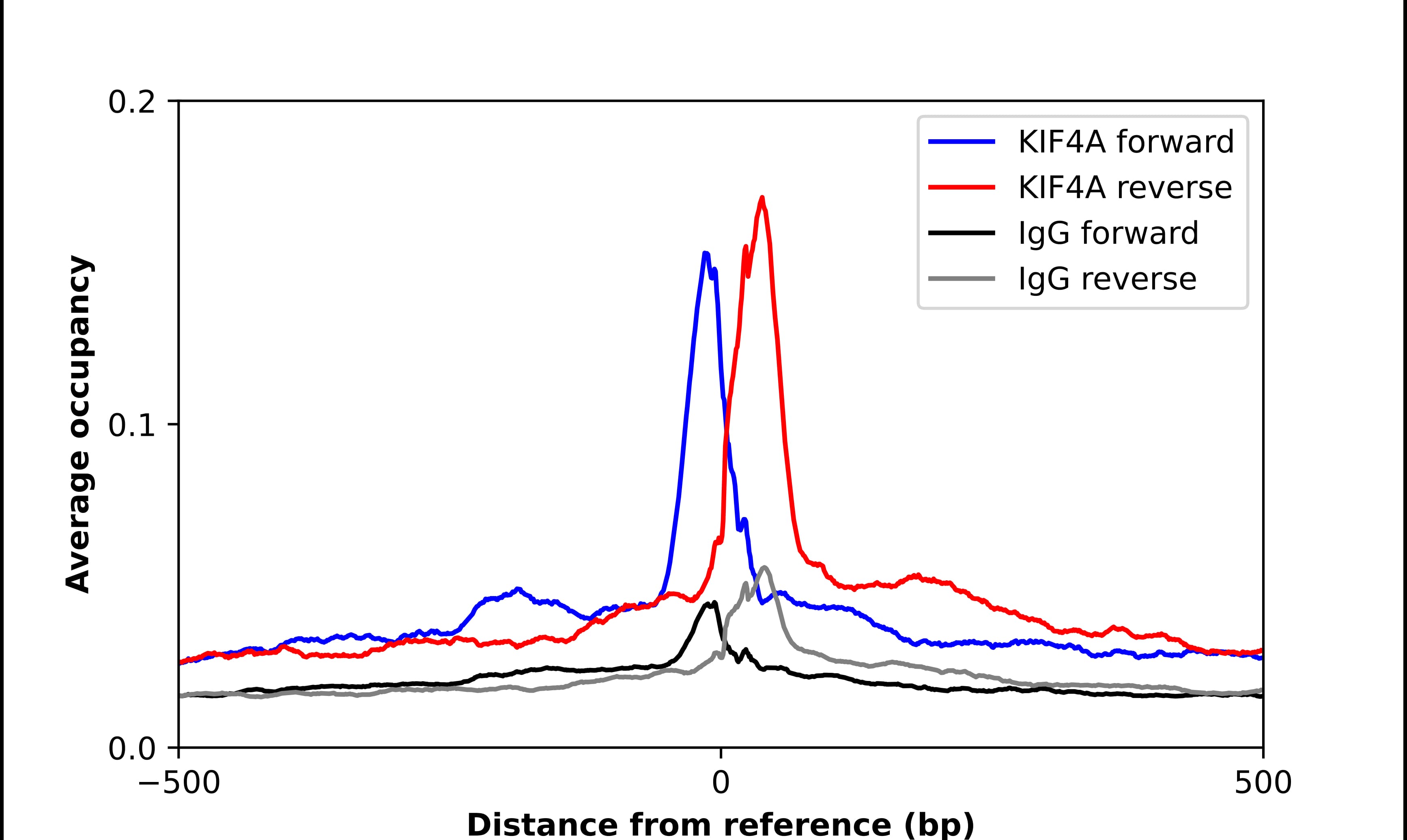 Kif4A Antibody - BSA Free Chromatin Immunoprecipitation ChIP: Kif4A Antibody - BSA Free