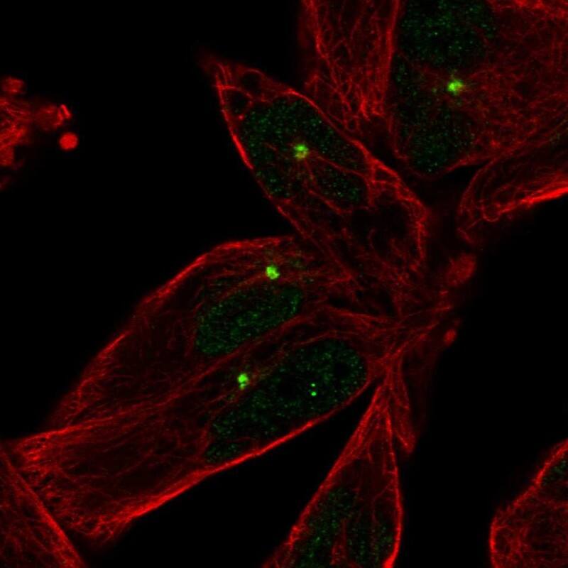 E2F-1 Antibody - BSA Free Immunocytochemistry/ Immunofluorescence: E2F-1 Antibody [NBP2-56716]