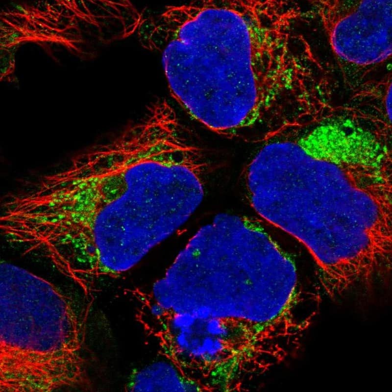 NDUFA1 Antibody - BSA Free Immunocytochemistry/ Immunofluorescence: NDUFA1 Antibody - BSA Free [NBP2-56788]