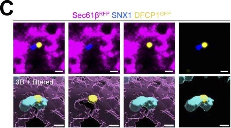 SNX1 Antibody - BSA Free