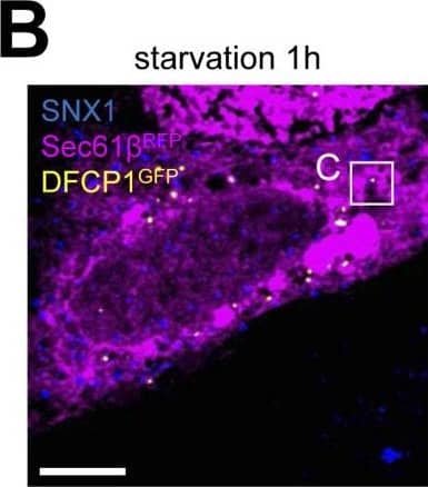 SNX1 Antibody - BSA Free