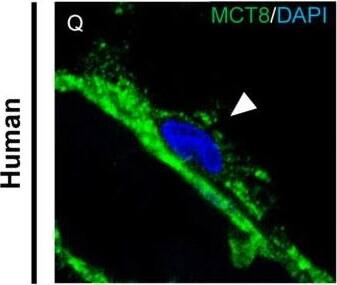 MCT8/SLC16A2 Antibody - BSA Free