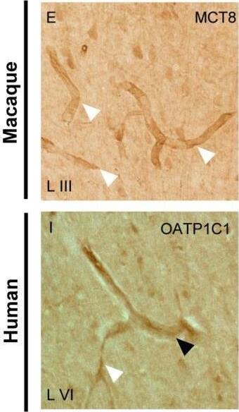 MCT8/SLC16A2 Antibody - BSA Free