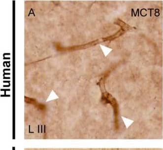 MCT8/SLC16A2 Antibody - BSA Free