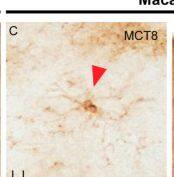 MCT8/SLC16A2 Antibody - BSA Free