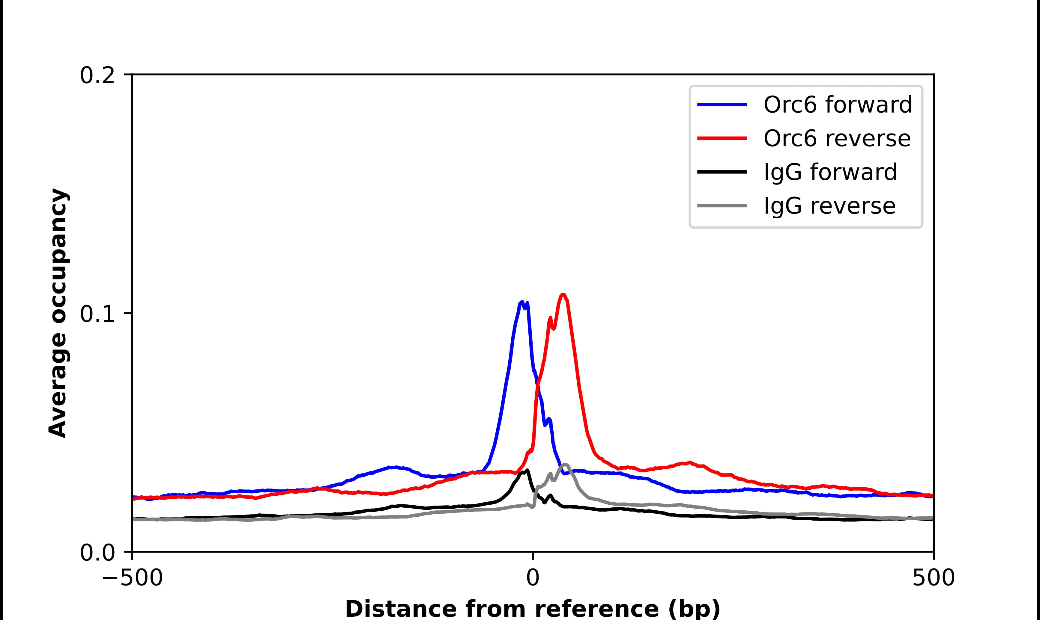 ORC6L Antibody - BSA Free Chromatin Immunoprecipitation ChIP: ORC6L Antibody - BSA Free