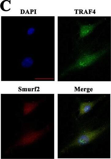 SMURF2 Antibody - BSA Free