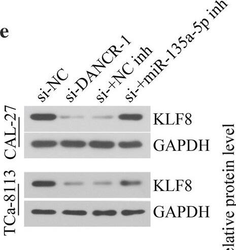 KLF8 Antibody