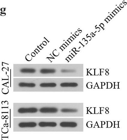 KLF8 Antibody