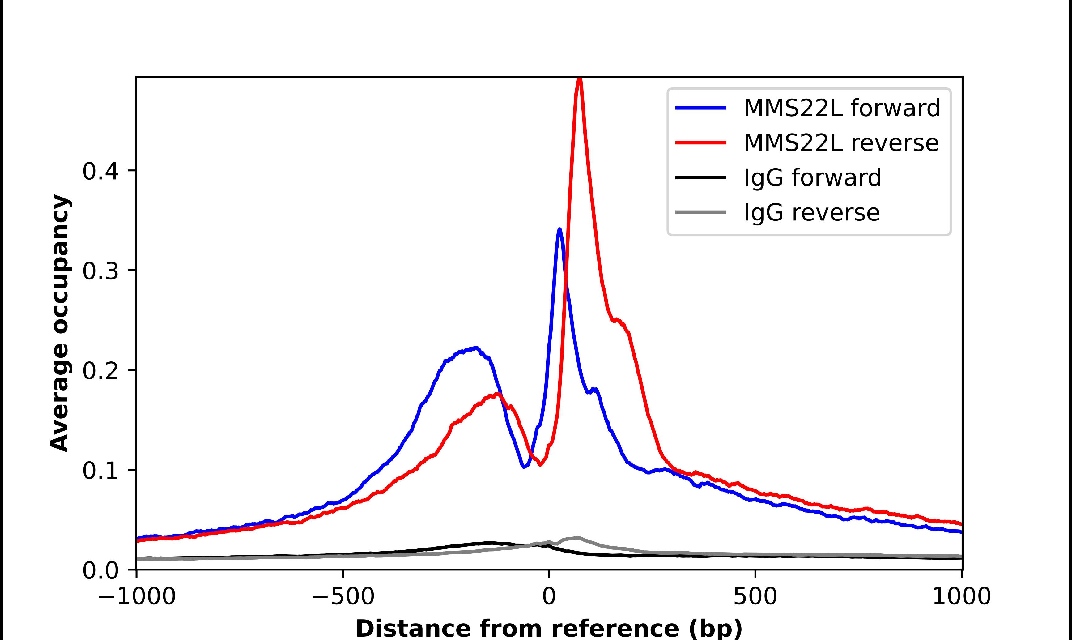 MMS22L Antibody - BSA Free Chromatin Immunoprecipitation ChIP: MMS22L Antibody - BSA Free