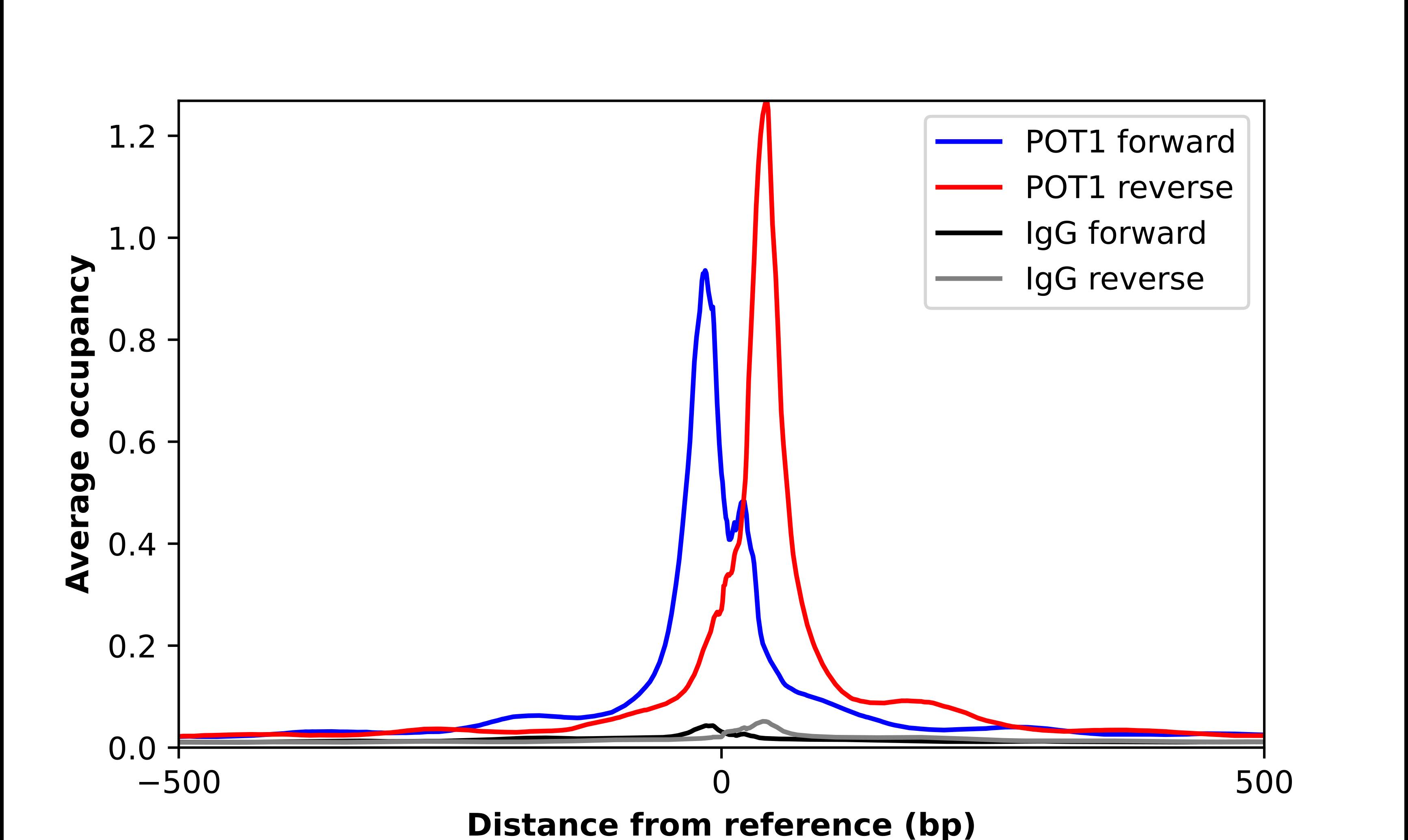 POT1 Antibody - BSA Free Chromatin Immunoprecipitation ChIP: POT1 Antibody - BSA Free