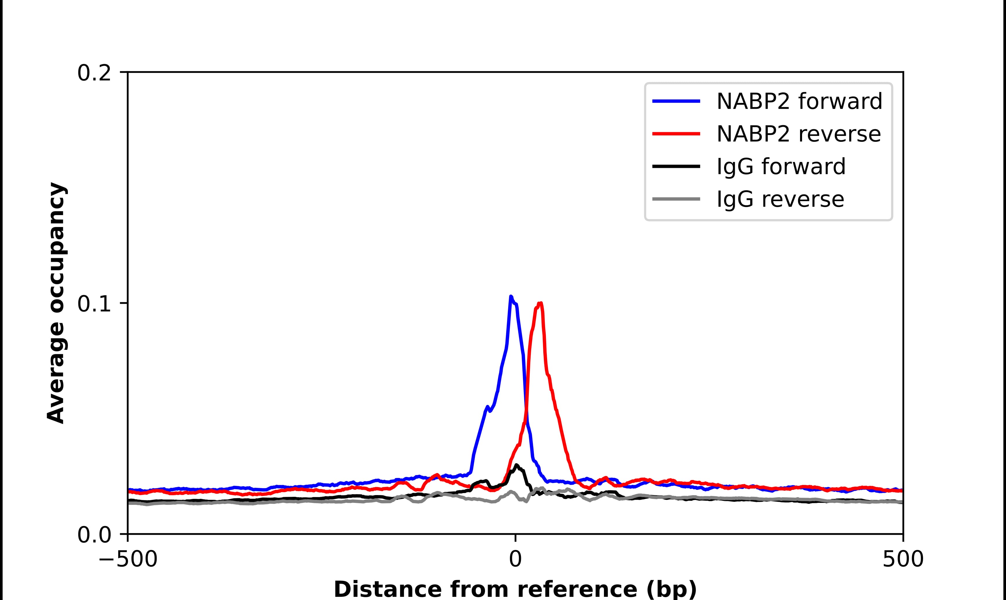 OBFC2B Antibody - BSA Free Chromatin Immunoprecipitation ChIP: OBFC2B Antibody - BSA Free