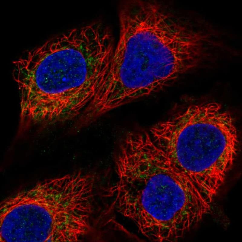 CBARA1 Antibody - BSA Free Immunocytochemistry/ Immunofluorescence: CBARA1 Antibody [NBP2-58173]