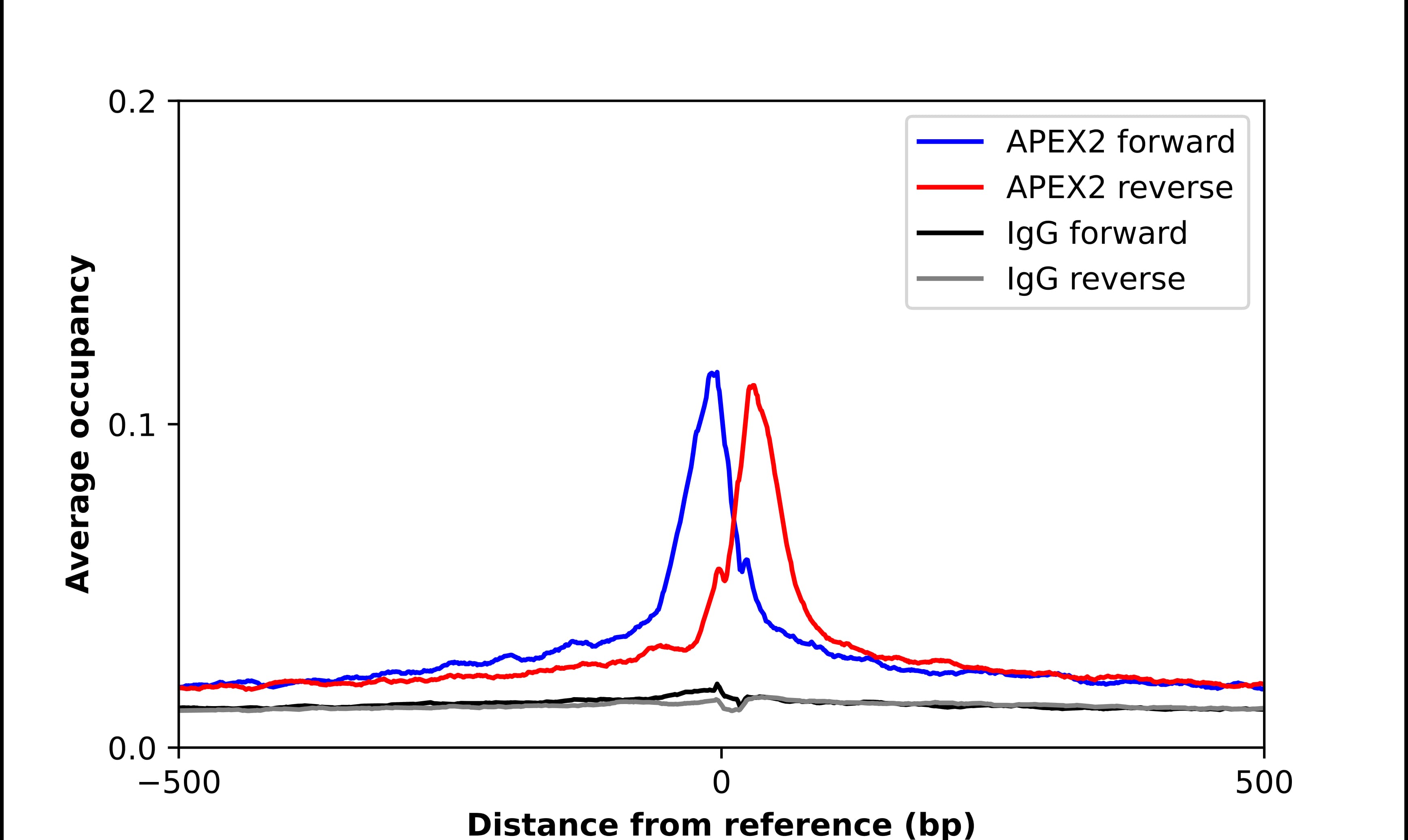 APEX2 Antibody - BSA Free Chromatin Immunoprecipitation ChIP: APEX2 Antibody - BSA Free