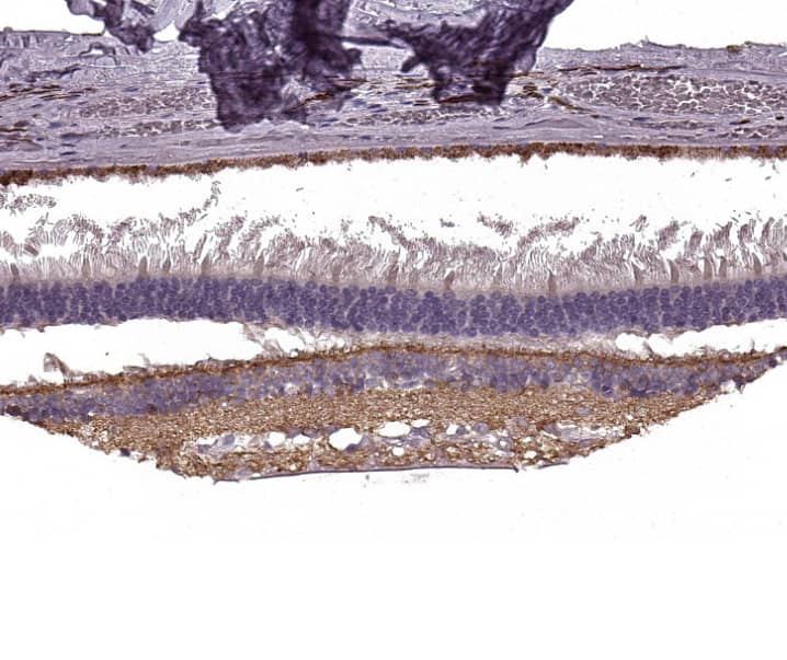 mGluR6 Antibody - BSA Free