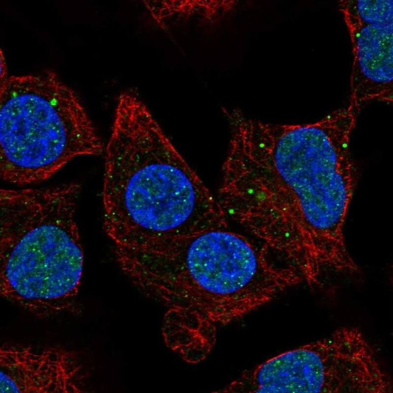 NBR1 Antibody - BSA Free Immunocytochemistry/ Immunofluorescence: NBR1 Antibody - BSA Free [NBP2-58516]
