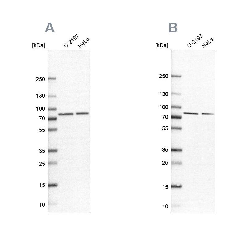 PABPC4 Antibody Western Blot: PABPC4 Antibody Antibody [NBP2-58575]