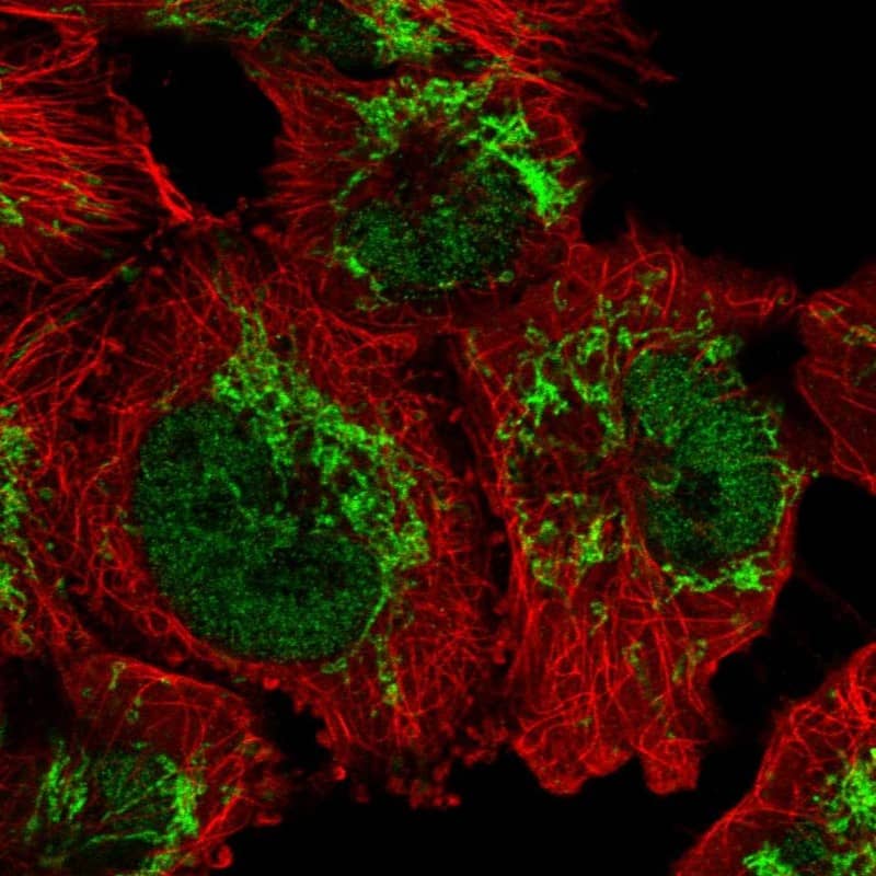 GUF1 Antibody - BSA Free Immunocytochemistry/ Immunofluorescence: GUF1 Antibody [NBP2-58606]