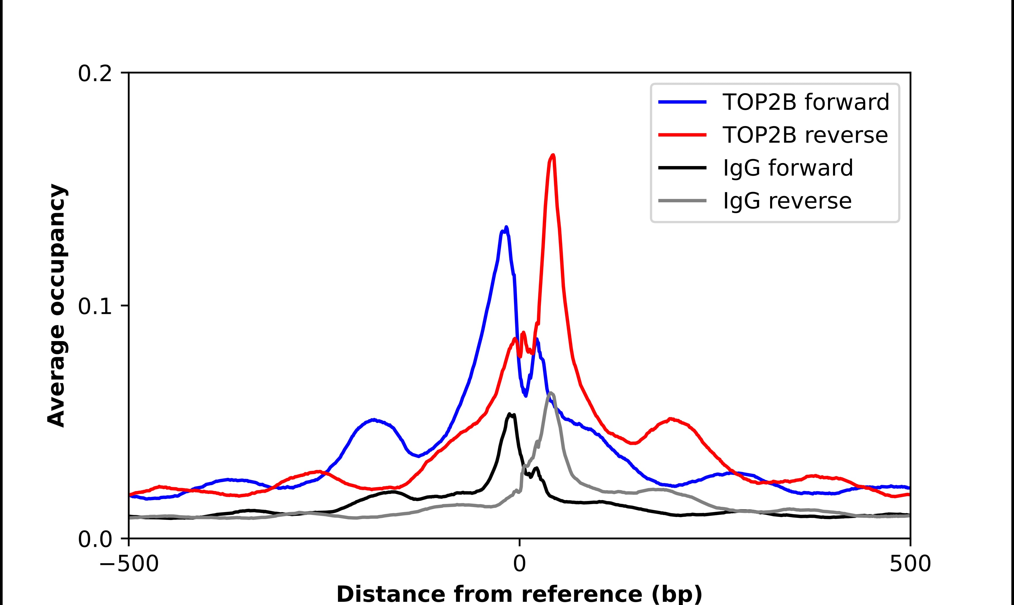 TOP2B Antibody - BSA Free Chromatin Immunoprecipitation ChIP: TOP2B Antibody - BSA Free