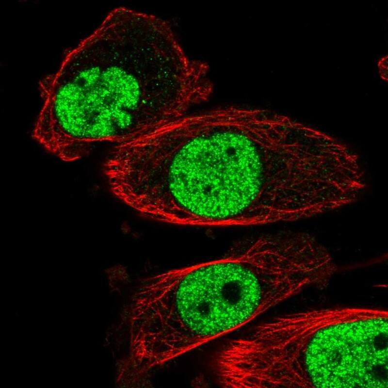 hnRNP A2B1 Antibody - BSA Free Immunocytochemistry/ Immunofluorescence: hnRNP A2B1 Antibody [NBP2-58872]