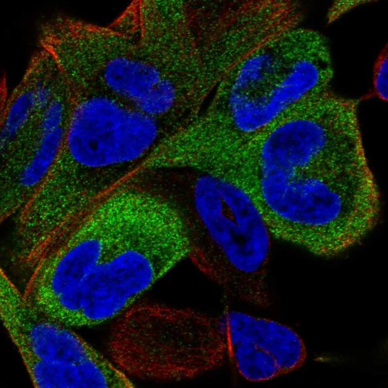 Eg5 Antibody - BSA Free Immunocytochemistry/ Immunofluorescence: Eg5 Antibody [NBP2-58929]